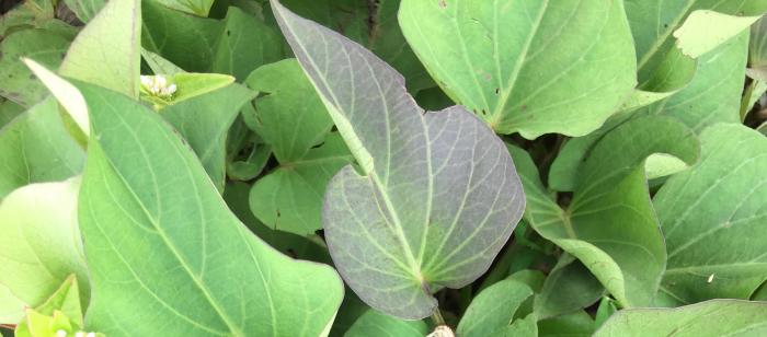 How to cook sweet potato leaves indian style